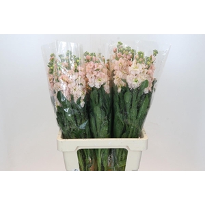 Matthiola Iron Apricot