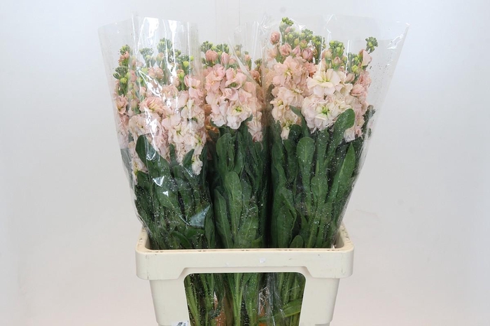 Matthiola Iron Apricot