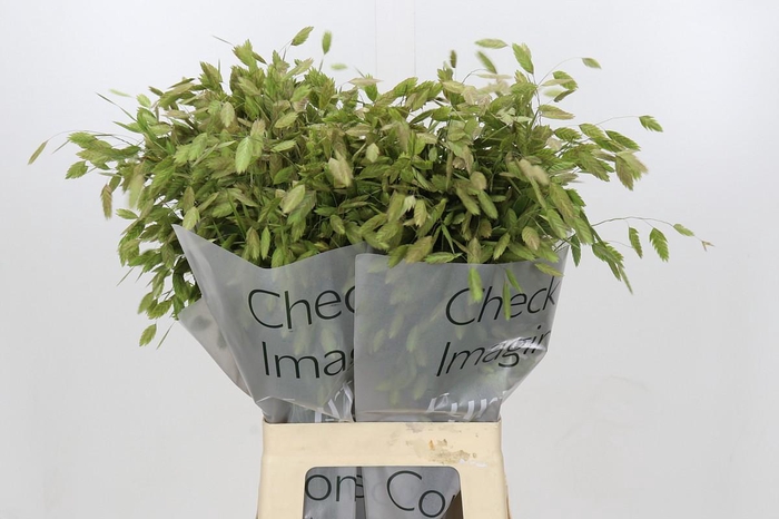 <h4>Chasmanthium Green</h4>