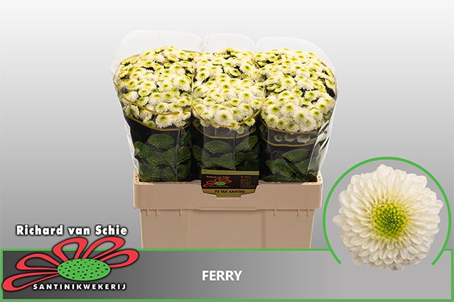CHR SAN FERRY