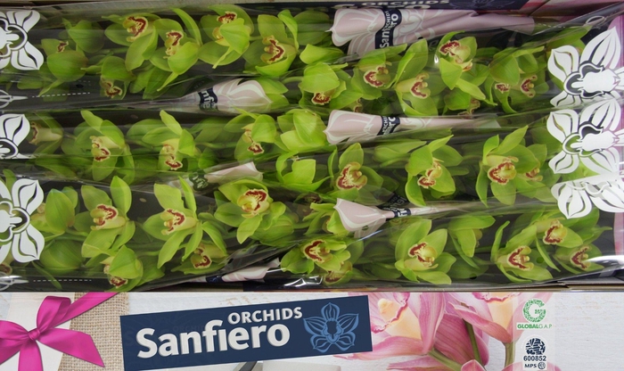 <h4>CYMB T NOAH</h4>