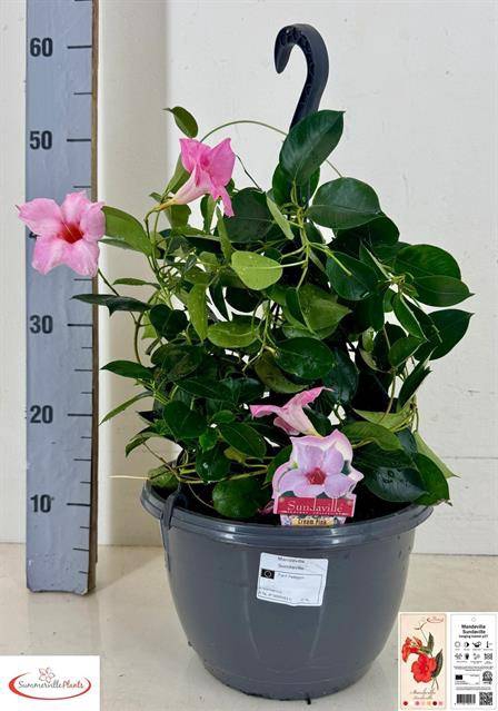 <h4>Mande Sun Cr Pink</h4>
