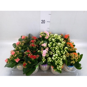 Arr.   Planten L%