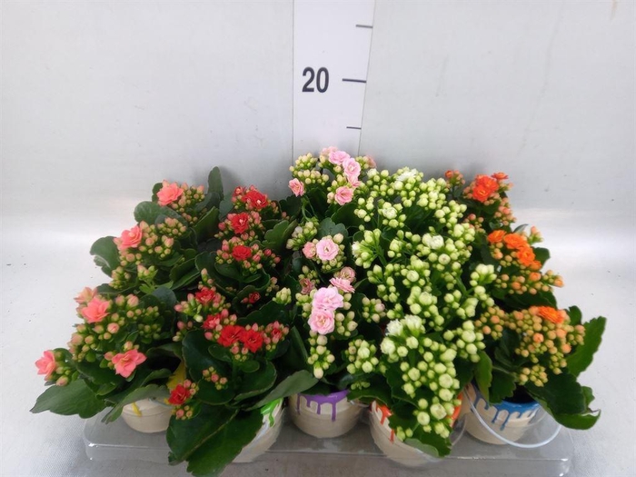 <h4>Arr.   Planten L%</h4>