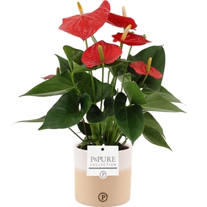 Anthurium 12 cm Esudo in Pure Rosy ceramics