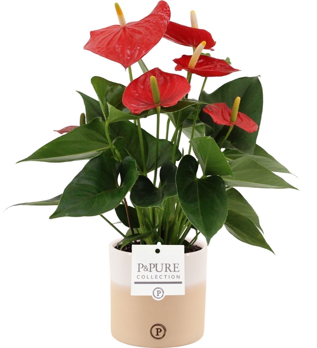 <h4>Anthurium 12 cm Esudo in Pure Rosy ceramics</h4>