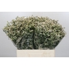 Limonium China White