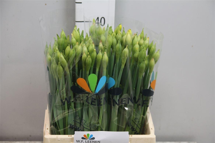 <h4>Narc Du Dick Wilden</h4>