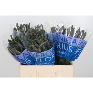 Veron Smart June Milka