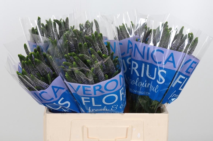 <h4>Veron Smart June Milka</h4>