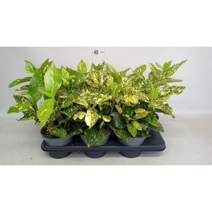 Aucuba japonica   ...