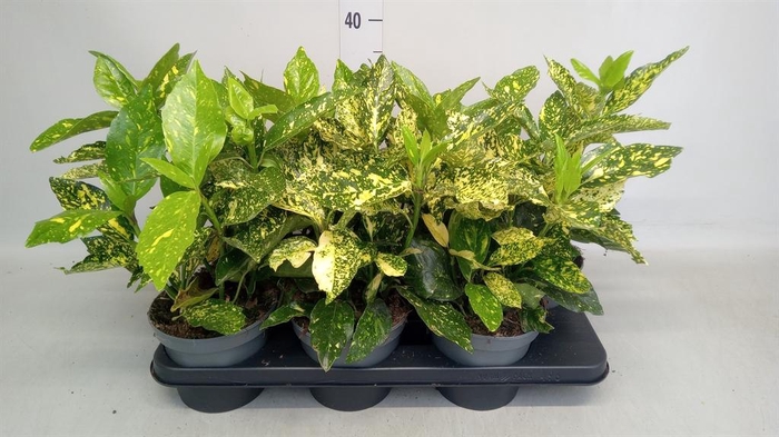 <h4>Aucuba japonica   ...</h4>