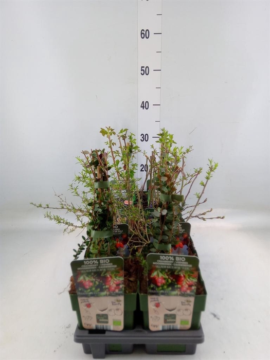 <h4>Fruit trees and shrubs   ...</h4>