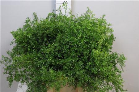 <h4>Asp Dens Cwebe</h4>