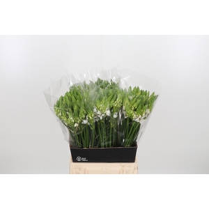 Ornithogalum Thyrsoides