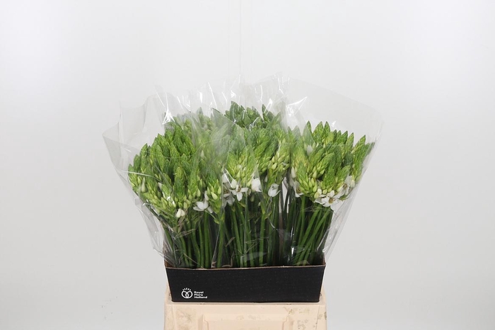 <h4>Ornithogalum Thyrsoides</h4>