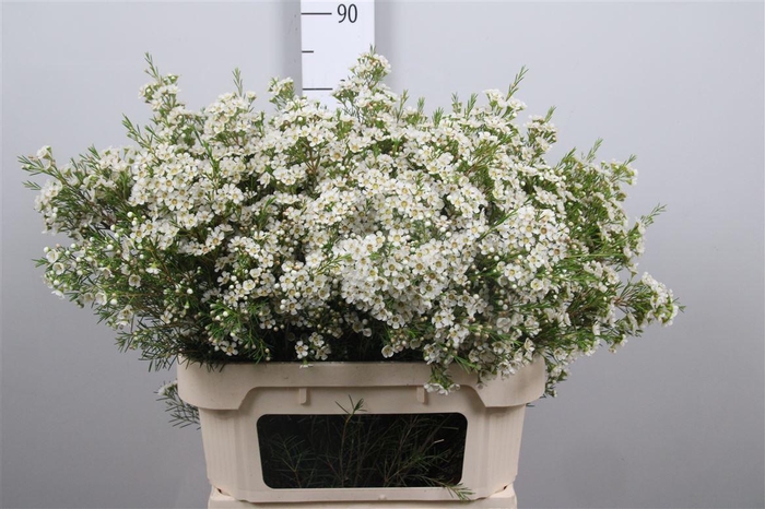 <h4>Chame Un Arbel</h4>