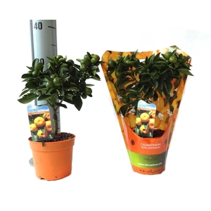Citrus Calamondin mini-stem carry-bag