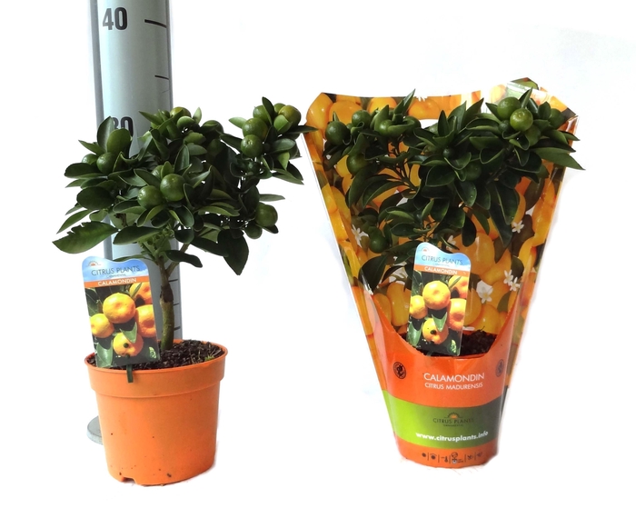 <h4>Citrus Calamondin mini-stem carry-bag</h4>