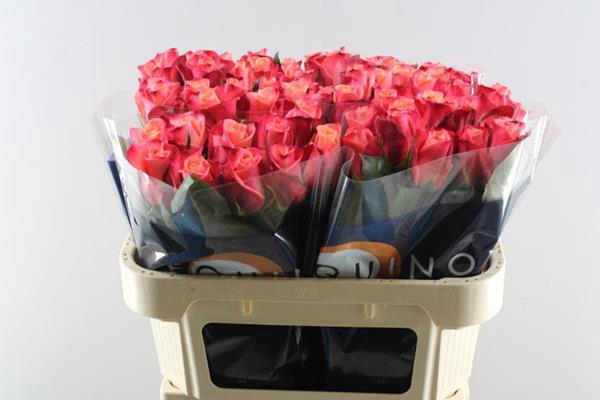 <h4>R Gr Helene L 70</h4>