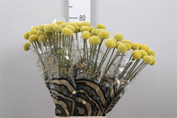 <h4>Cras Paintball Pop</h4>