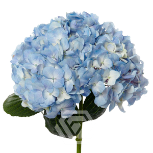 HYDR PREMIUM BLUE