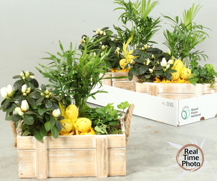 <h4>ARR KAMERPL</h4>