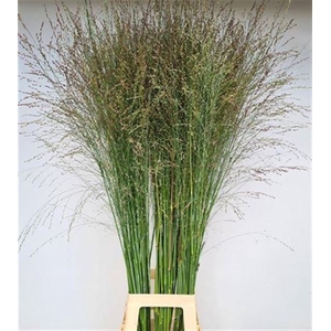 Siergras Panicum Vi Thundercld