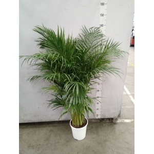 Dypsis lutescens   ...Chrysalidoca
