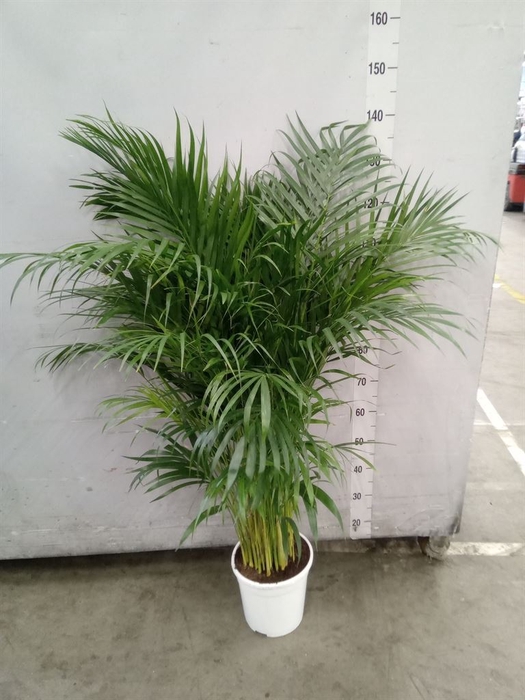 <h4>Dypsis lutescens   ...Chrysalidoca</h4>