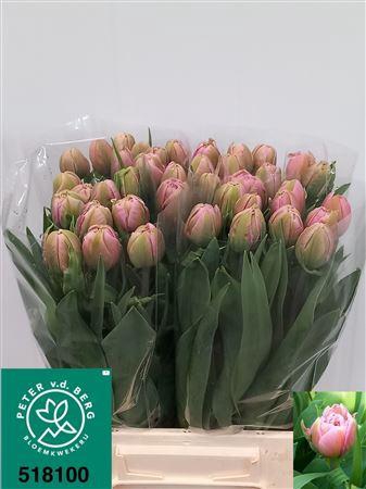 <h4>TU DU LIVORNO</h4>