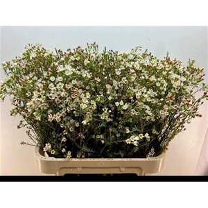 CHAMELAUCIUM  'BLONDIE'