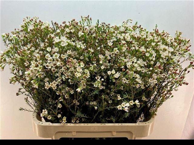 <h4>CHAMELAUCIUM  'BLONDIE'</h4>