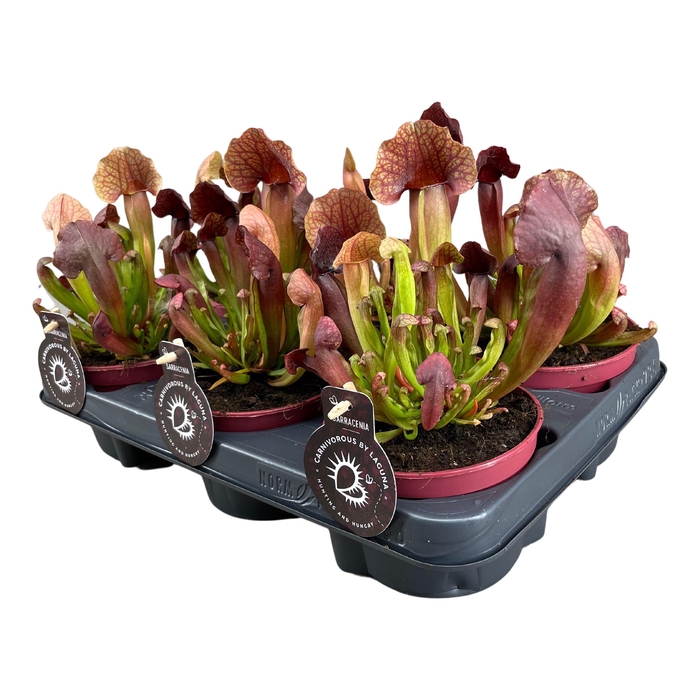 <h4>Sarracenia Catesbaei</h4>