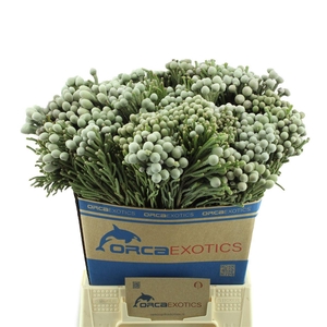 Kaaps Brunia Laevis (silver)