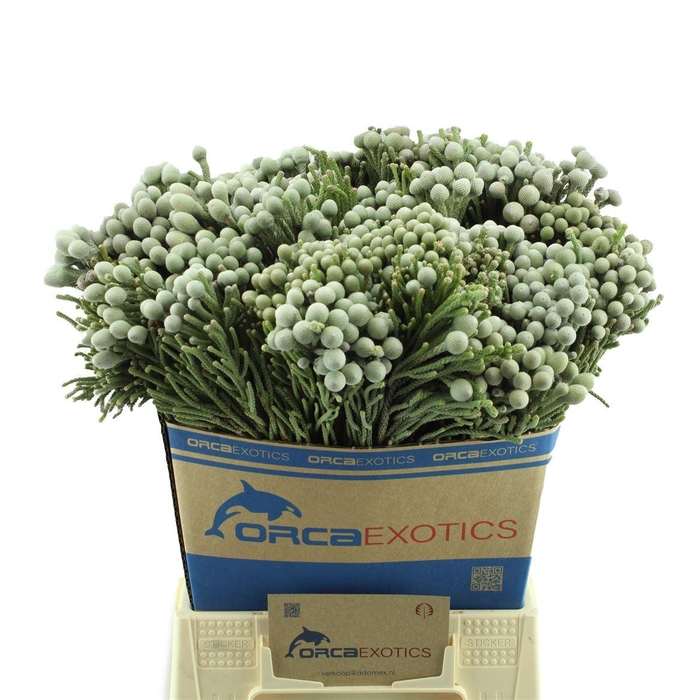 <h4>Kaaps Brunia Laevis (silver)</h4>