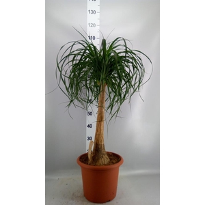 Beaucarnea recurvata