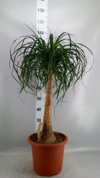 <h4>Beaucarnea recurvata</h4>