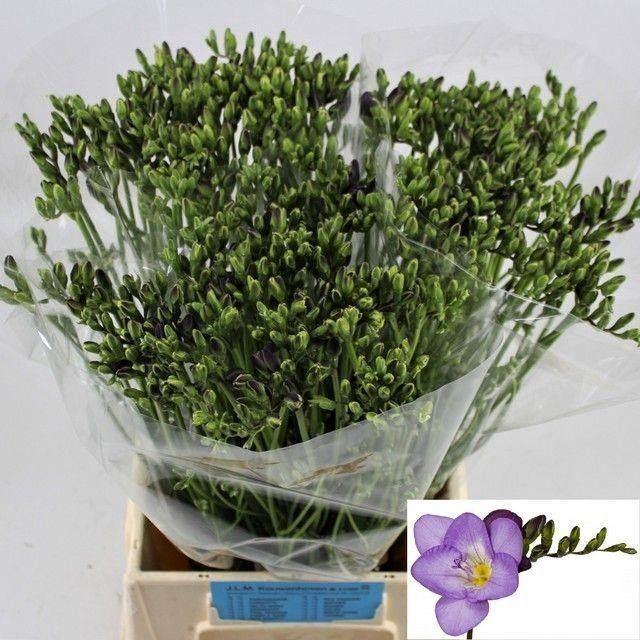 <h4>Freesia enk Delta River</h4>