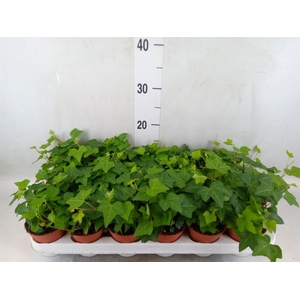 Hedera helix 'Pittsburgh'