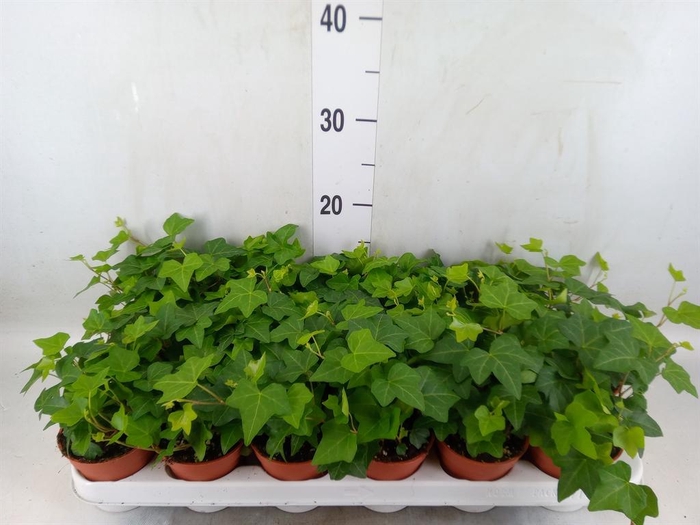 <h4>Hedera helix 'Pittsburgh'</h4>