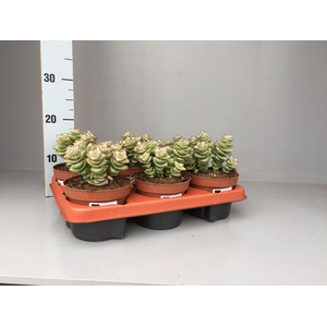 Crassula perforata