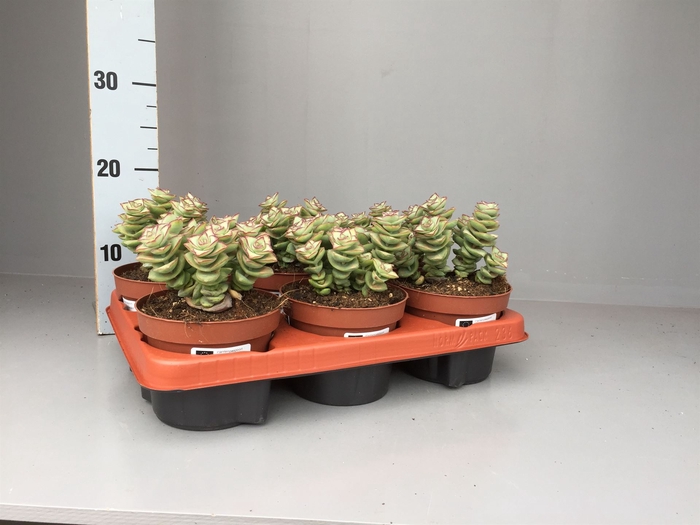 <h4>Crassula perforata</h4>