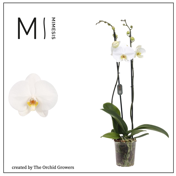 Mimesis Phal. White bigflower - 2 spike 12cm