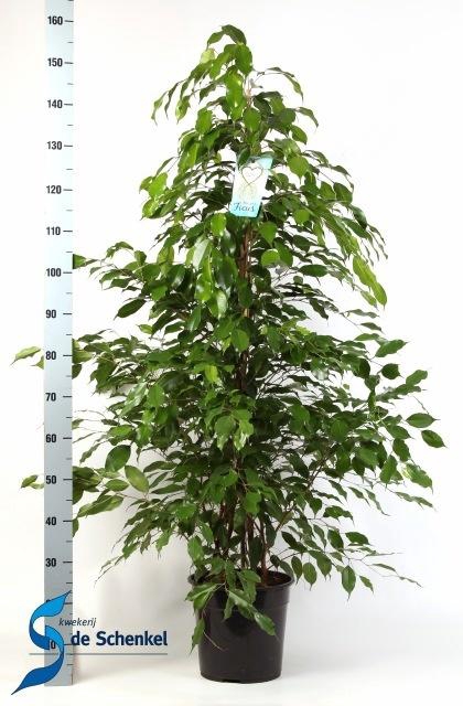 <h4>FIC BE EXOTICA</h4>