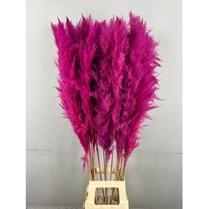DF Pampas 130cm Cerise
