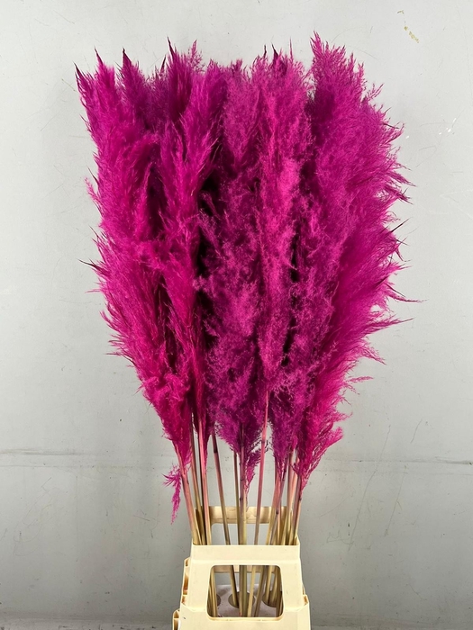 <h4>DF Pampas 130cm Cerise</h4>