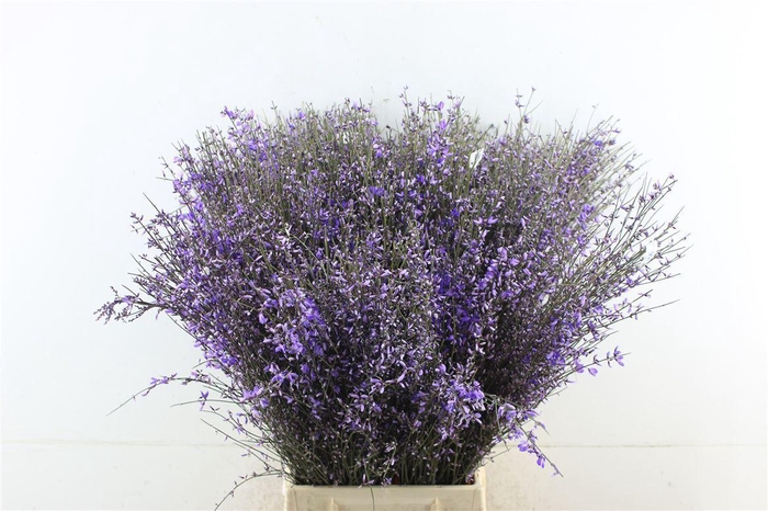 <h4>Ginester Milka</h4>