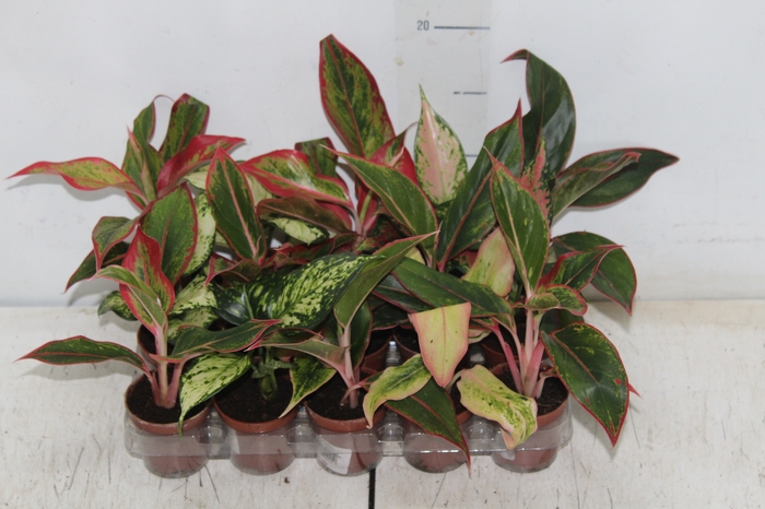 <h4>AGLAONEMA VARIADA P06</h4>