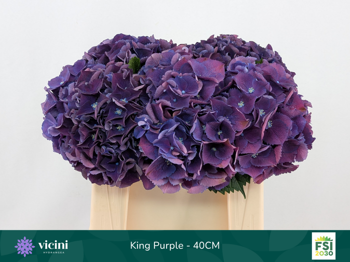 <h4>Hydr King Purple 40 cm Vicini</h4>